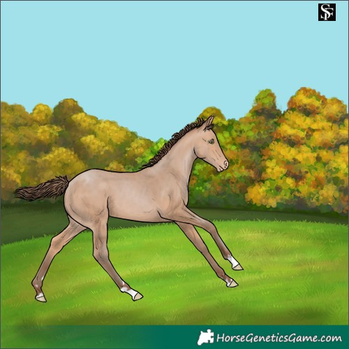 Horse Color:Amber Champagne Skewed LP Spotted 