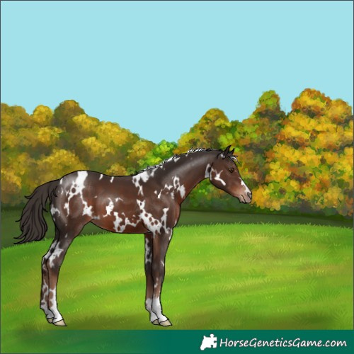 Horse Color:White Spotted Liver Chestnut