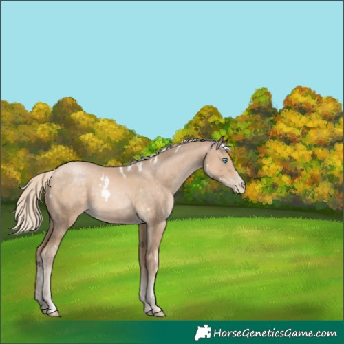 Horse Color:White Spotted Chocolate Palomino Pearl 