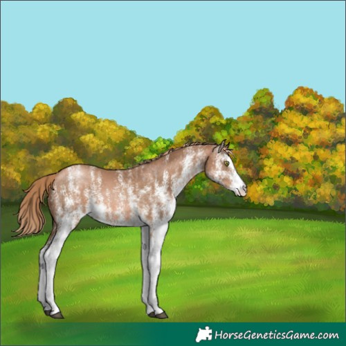 Horse Color:White Spotted Liver Chestnut Pearl 