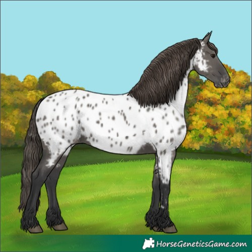 Horse Color:Grullo Appaloosa