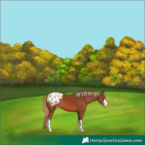 Horse Color:Chestnut Appaloosa 