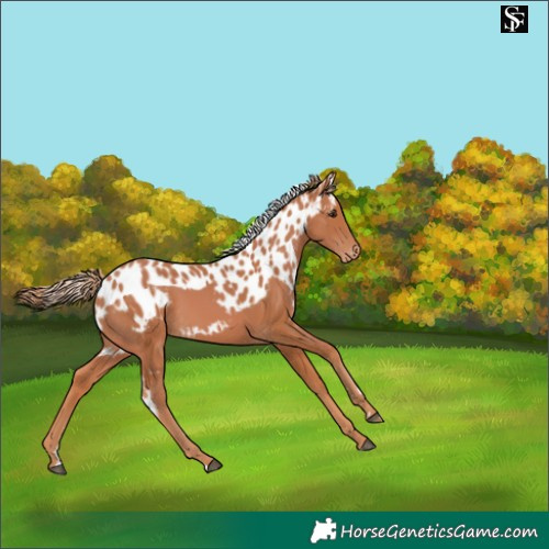 Horse Color:Chestnut Skewed Appaloosa 