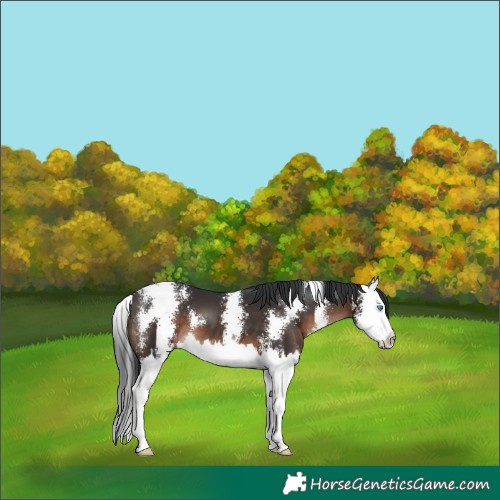 Horse Color:Brown Sabino Splash 