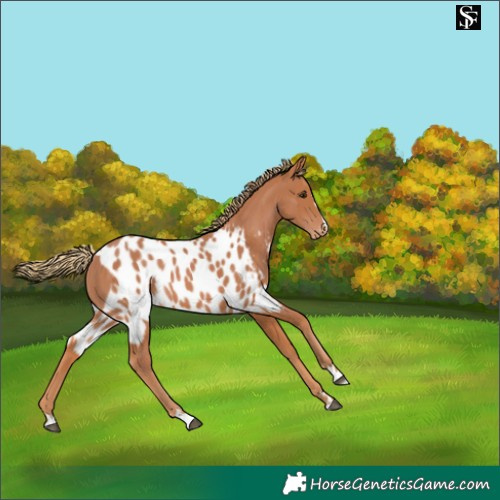 Horse Color:Chestnut Skewed Appaloosa 