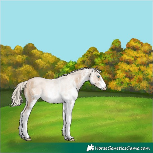 Horse Color:White Spotted Chocolate Palomino Pearl