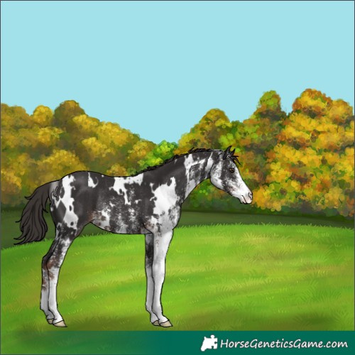 Horse Color:White Spotted Liver Chestnut Rabicano 