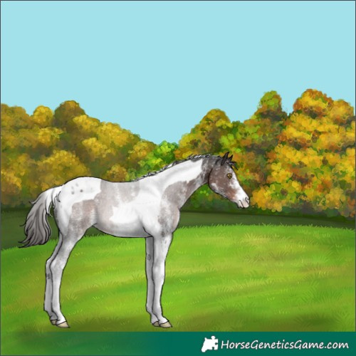 Horse Color:White Spotted Liver Chestnut Tobiano Rabicano 