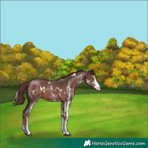 Horse Color:White Spotted Liver Chestnut 