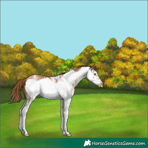Horse Color:White Spotted Liver Chestnut Pearl Frame 