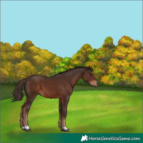 Horse Color:Liver Chestnut 