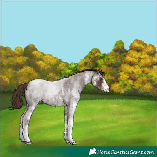 Horse Color:White Spotted Liver Red Roan