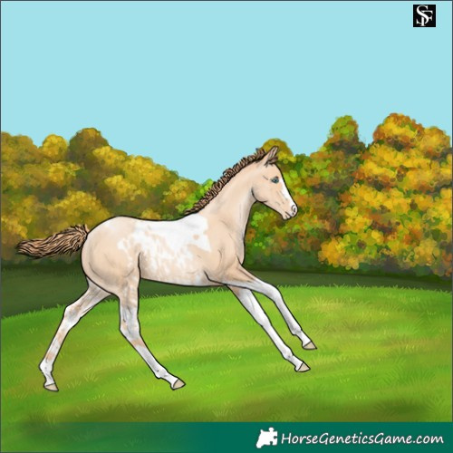 Horse Color:Amber Champagne Pearl Tobiano Skewed LP Spotted Rabicano 