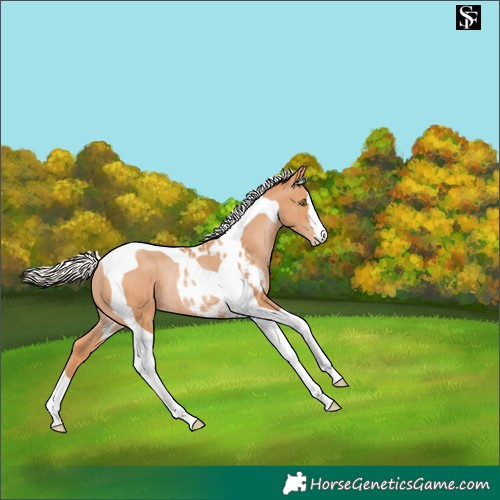Horse Color:Silver Bay Pearl Tobiano Skewed LP Spotted Rabicano 