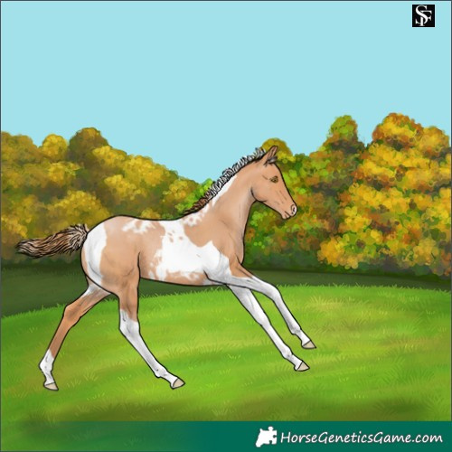 Horse Color:Bay Pearl Tobiano Skewed Appaloosa Rabicano 