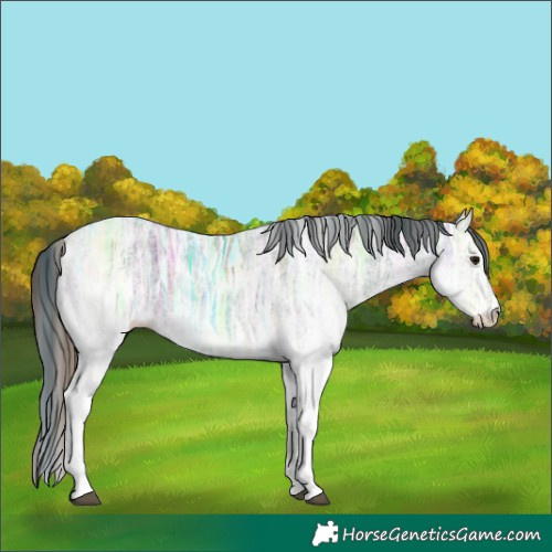 Horse Color:Plaid  White Spotted Brown Ice Rabicano 