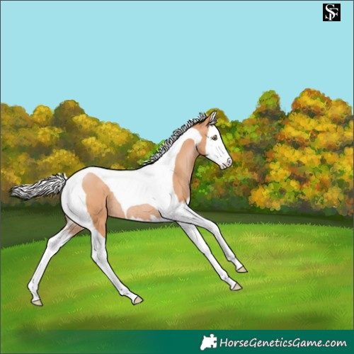 Horse Color:Silver Bay Pearl Splash Tobiano Skewed Appaloosa Rabicano 