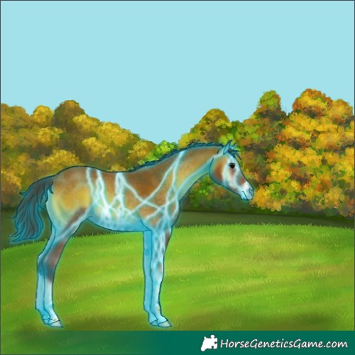 Horse Color:Thunderstruck Bay Onyx Rabicano