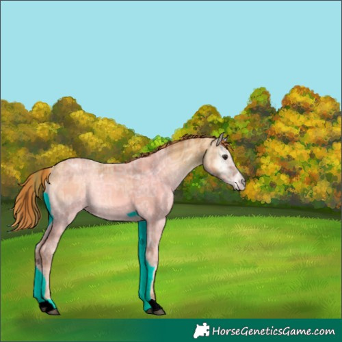 Horse Color:Plaid Red Onyx Ice