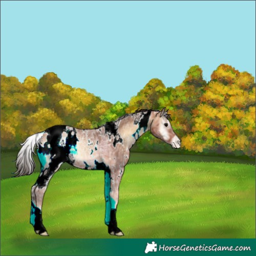 Horse Color:White Spotted Bay Ice Onyx Appaloosa 