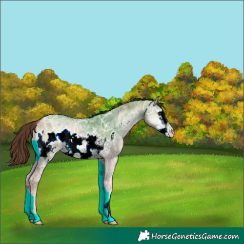 Horse Color:Red Dun Ice Onyx Frame 