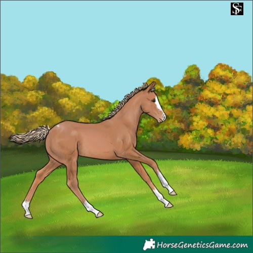 Horse Color:Chestnut Skewed Appaloosa