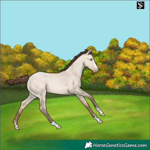 Horse Color:Amber Champagne Dun Skewed Appaloosa 