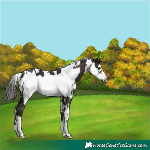 Horse Color:White Spotted Liver Chestnut Frame