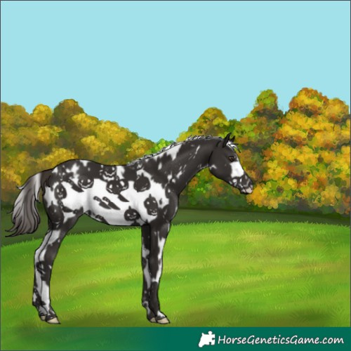 Horse Color:White Spotted Liver Chestnut Frame 