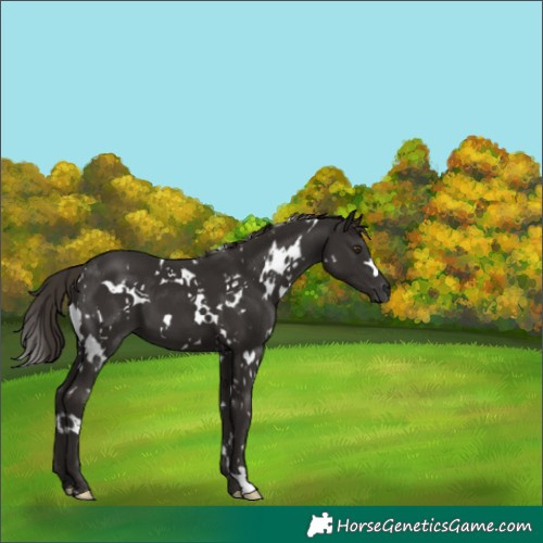 Horse Color:White Spotted Liver Chestnut 