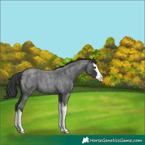 Horse Color:Blue Roan Splash