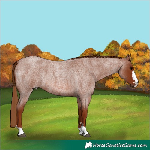Horse Color:Red Roan Rabicano