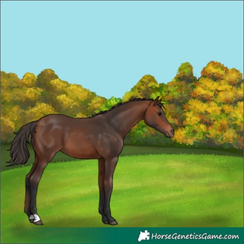 Horse Color:Bay 