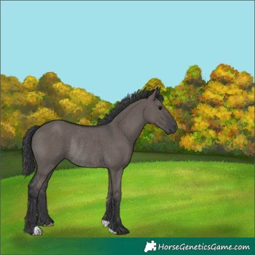 Horse Color:Grullo Rabicano 