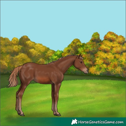 Horse Color:Chestnut Rabicano