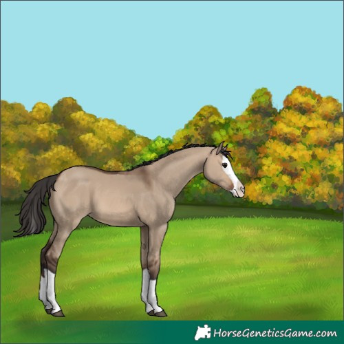 Horse Color:Brown Dun Splash