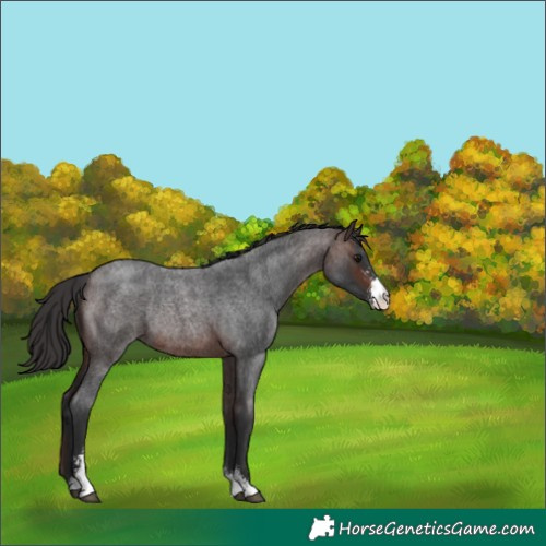 Horse Color:Brown Roan Sabino Rabicano