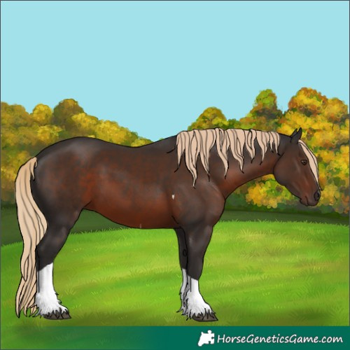 Horse Color:Liver Chestnut Tobiano 