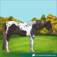 Horse Color:Liver Chestnut Tobiano 