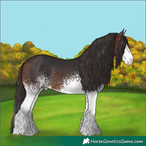Horse Color:White Spotted Bay Rabicano 