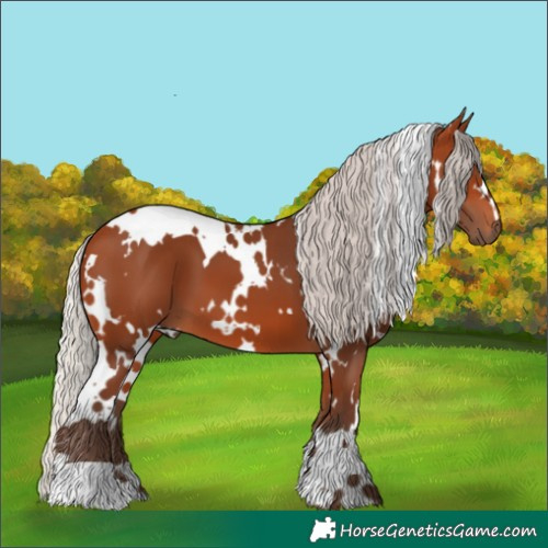 Horse Color:White Spotted Silver Bay 