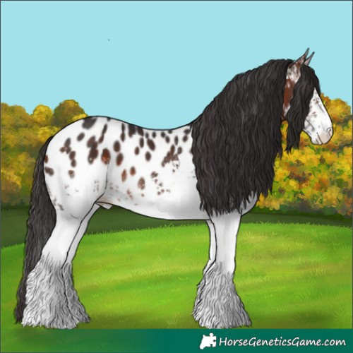 Horse Color:White Spotted Bay Blanket 
