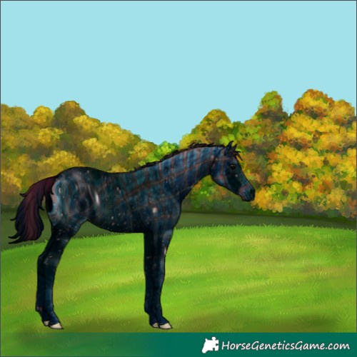 Horse Color:ERROR: UNKNOWN ANOMALY