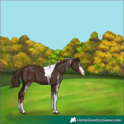 Horse Color:White Spotted Liver Chestnut Tobiano 