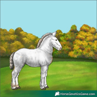 Horse Color:Palomino Dun Near Fewspot 