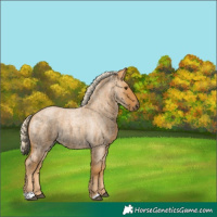 Horse Color:Palomino Roan 