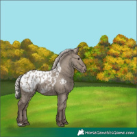 Horse Color:Silver Grullo Appaloosa 