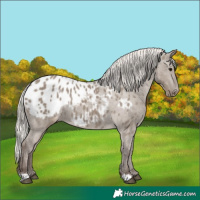 Horse Color:Silver Grullo Blanket