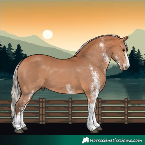 Horse Color:White Spotted Silver Bay 