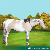 Horse Color:Gray Buckskin Roan Pearl Dun Tobiano